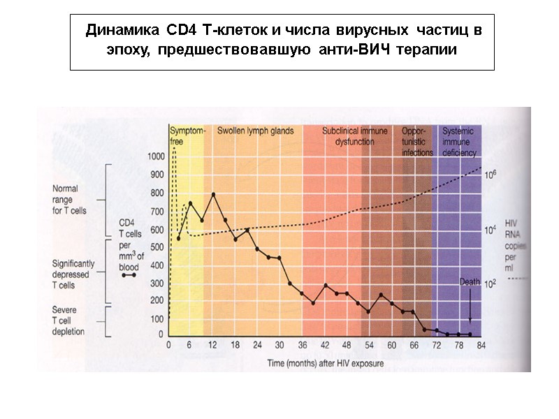 Динамика CD4 Т-клеток и числа вирусных частиц в эпоху, предшествовавшую анти-ВИЧ терапии